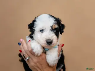 Aussiedoodle dogs for sale: Fuse - Ad 2