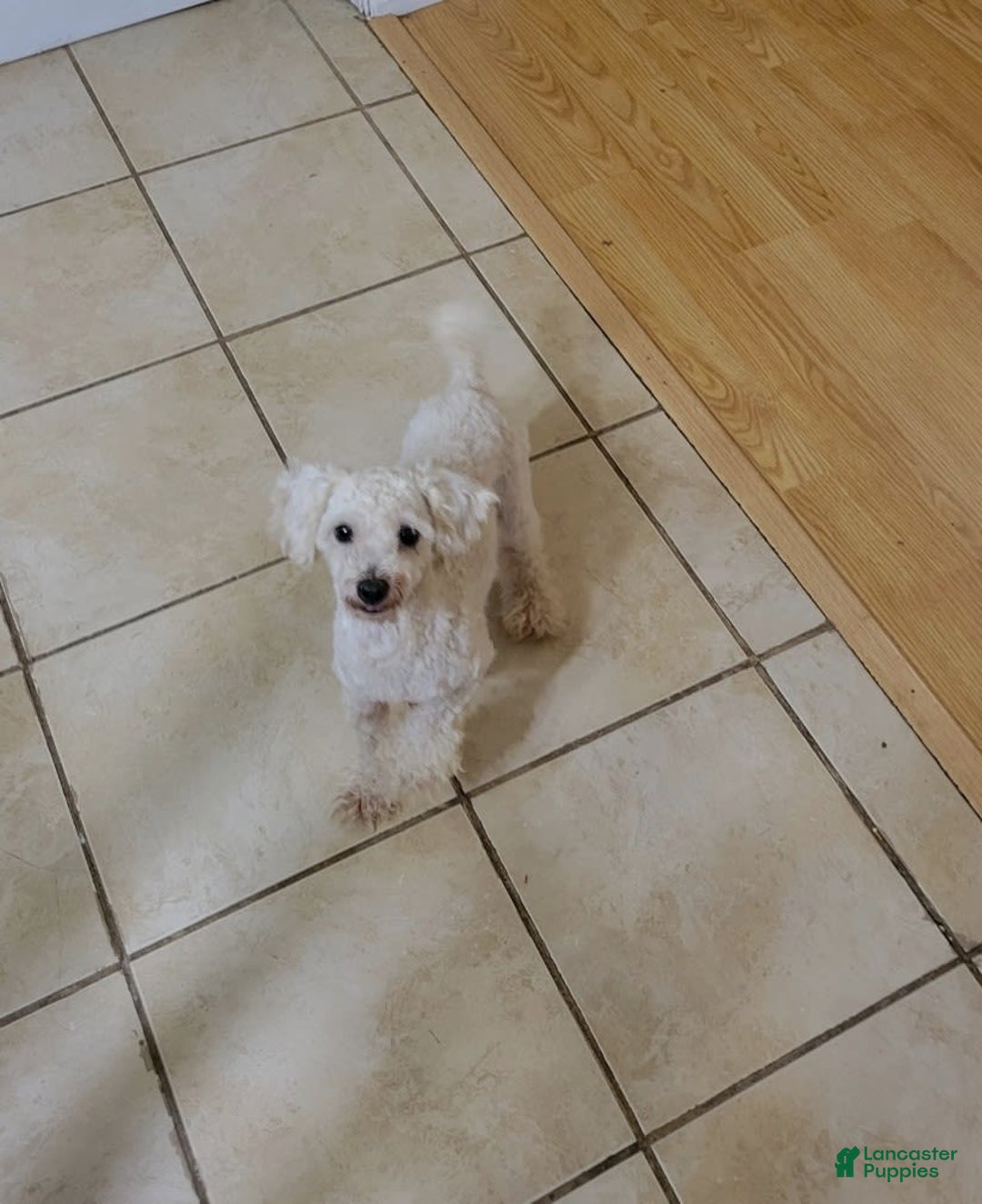 Toy Poodle dogs for sale: Hope - Ad 7