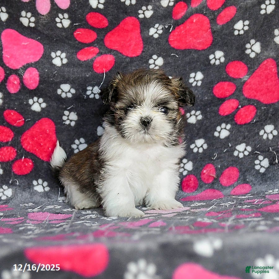 Shih Tzu dogs Snoopy - Ad 39
