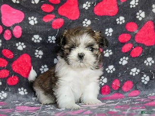 Shih Tzu dogs Snoopy - Ad 7