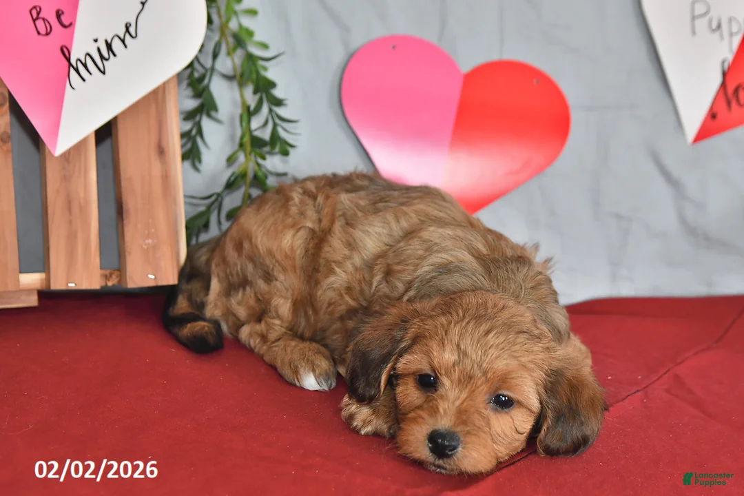 Mixed Breed dogs for sale: Duke - Ad 4