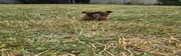 Mixed Breed dogs for sale: Little Man - Ad 1