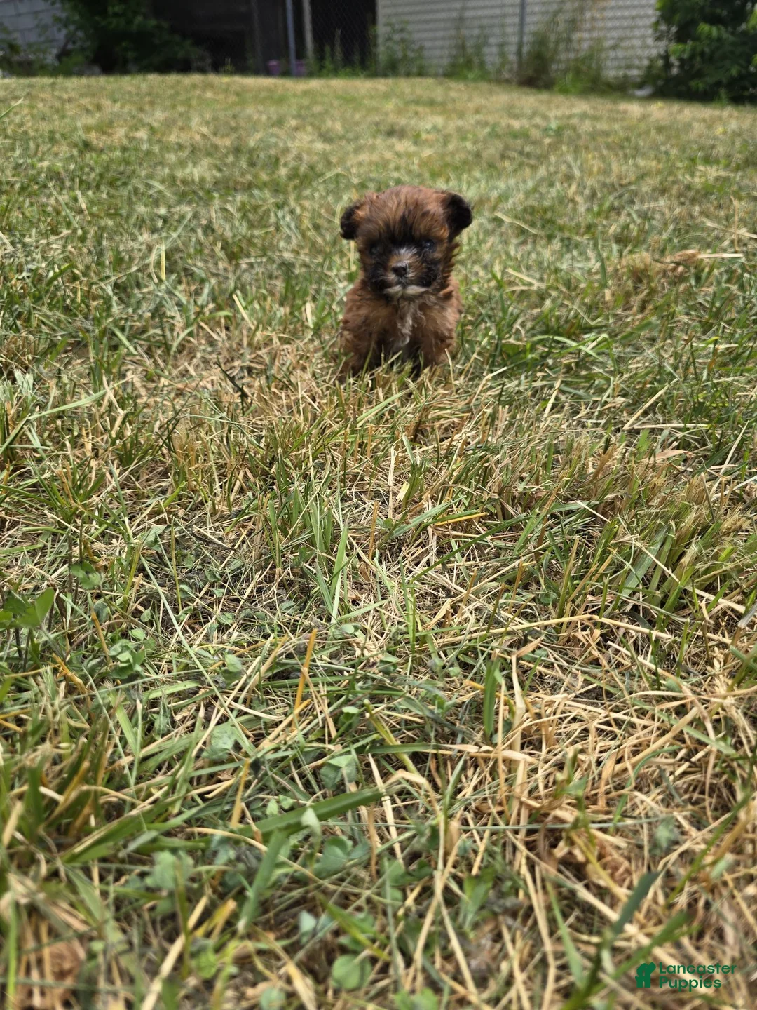 Mixed Breed dogs for sale: Little Man - Ad 1