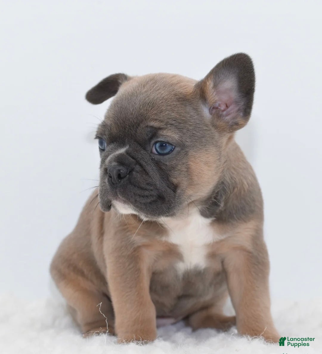 Mixed Breed dogs for sale: Zuki hybrid puppy  - Ad 3