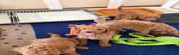 Goldendoodle dogs for sale: Thomas - Ad 12