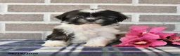 Shih Tzu dogs for sale: Pansy - Ad 2