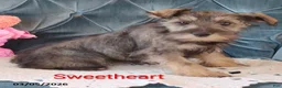 Miniature Schnauzer dogs for sale: Sweetheart - Ad 1