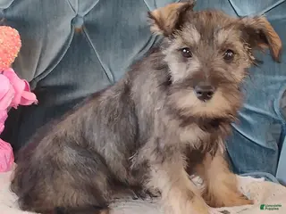 Miniature Schnauzer dogs for sale: Sweetheart - Ad 3