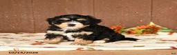 Mini Bernedoodle dogs for sale: Kelly - Ad 1