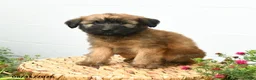 Soft Coated Wheaten Terrier dogs for sale: Chester - Ad 4