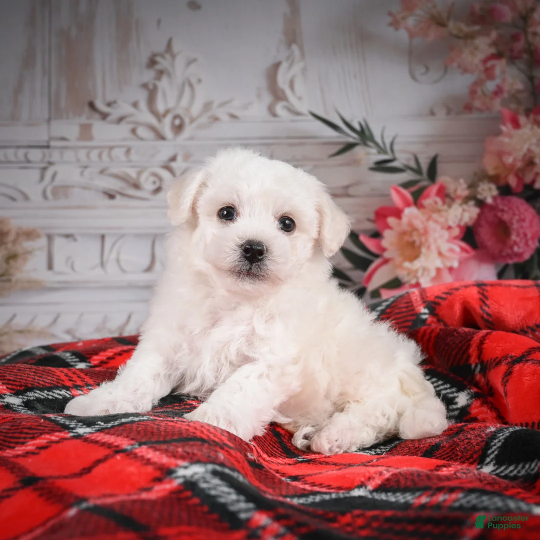 Bichon Frise dogs for sale: AKC-Romeo - Ad 7