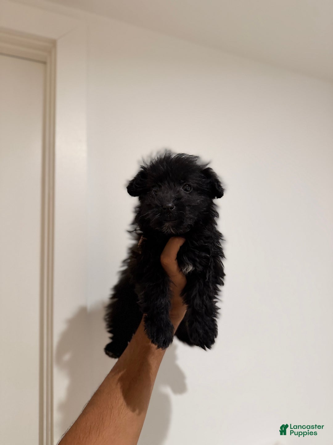 Corgipoo dogs for sale: Nyla - Ad 3