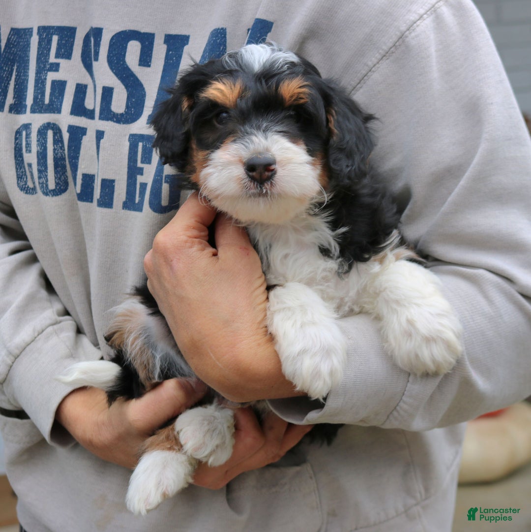 Mini Bernedoodle dogs for sale: Reese  - Ad 3