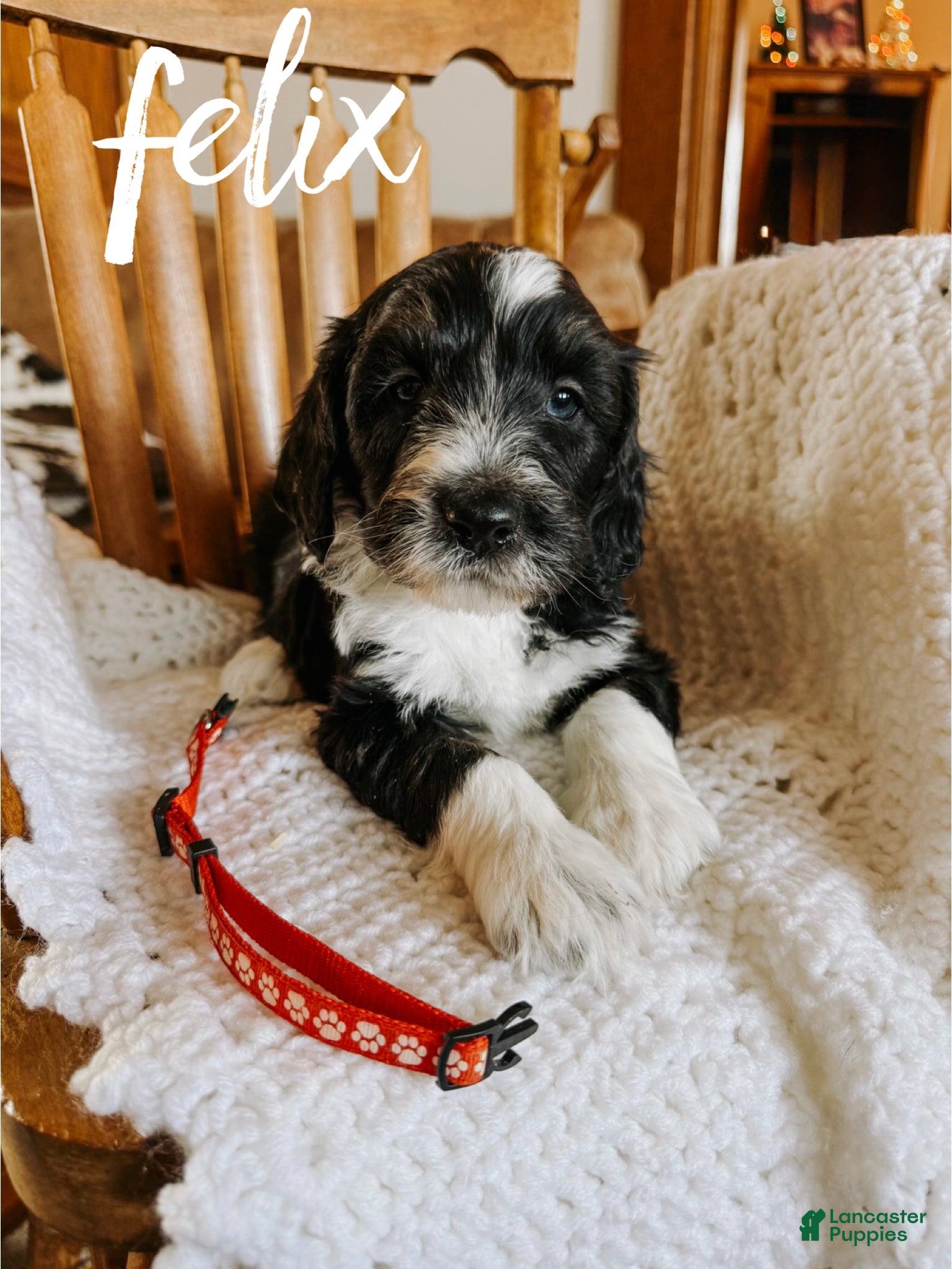 Mixed Breed dogs Felix - Ad 13