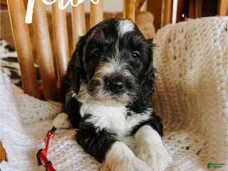 Mixed Breed dogs Felix - Ad 13