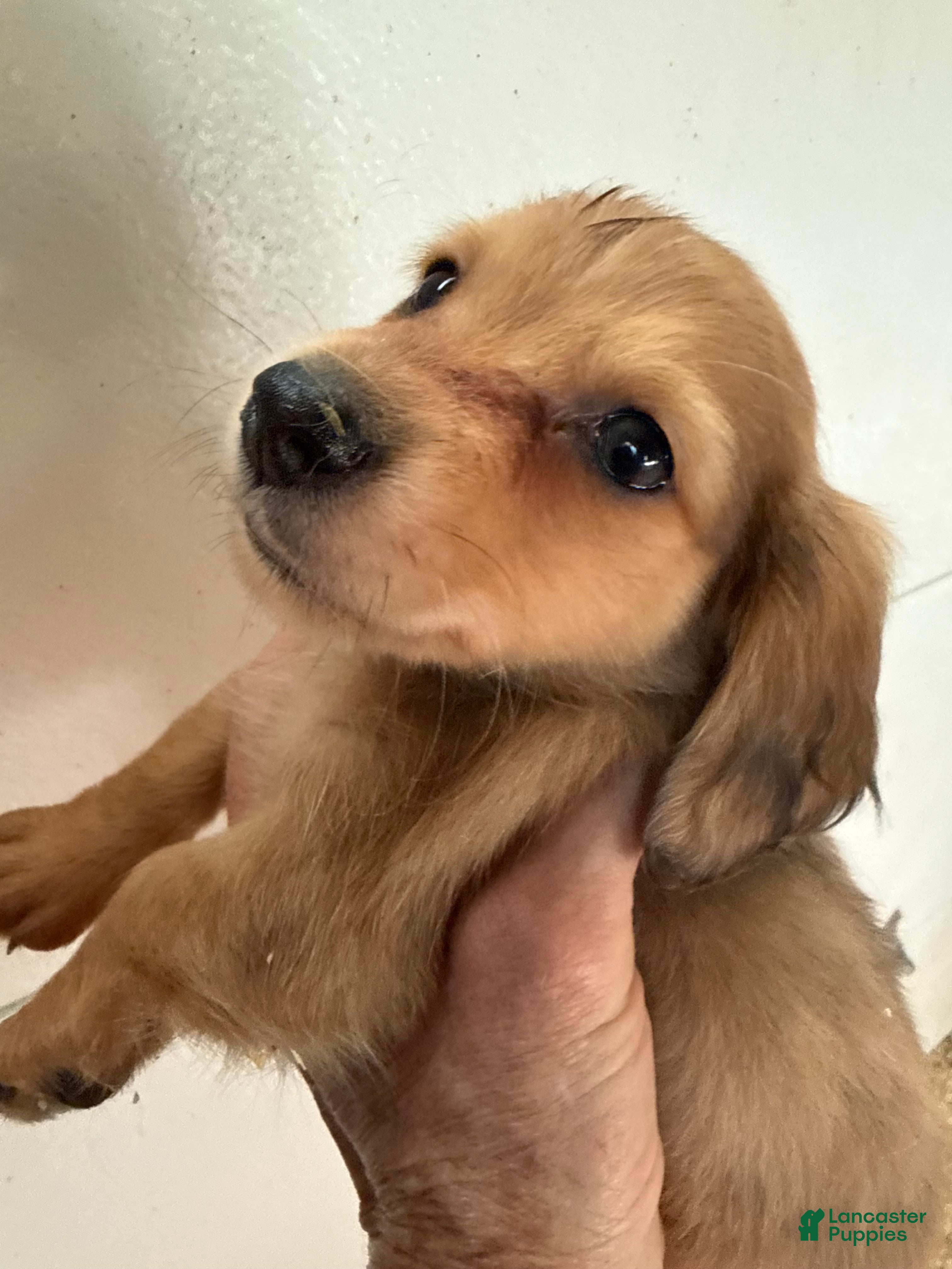 Miniature Dachshund dogs Miniature Dachshund Puppy 1 - Ad 17
