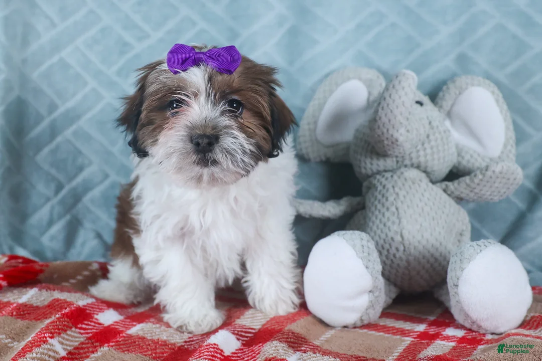 Teddy Bear dogs for sale: GINGER - Ad 5