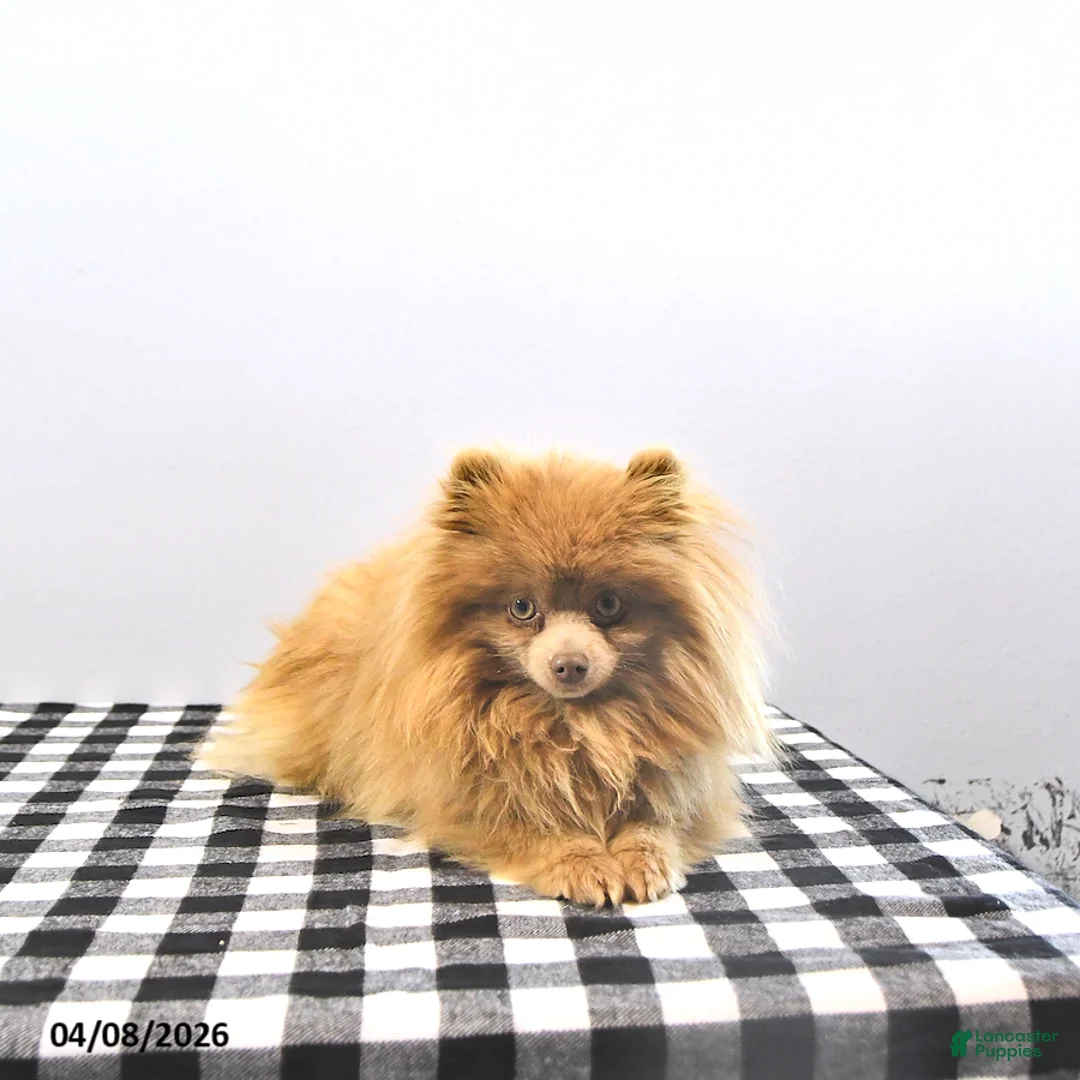 Pomeranian dogs for sale: Ginger - Ad 6