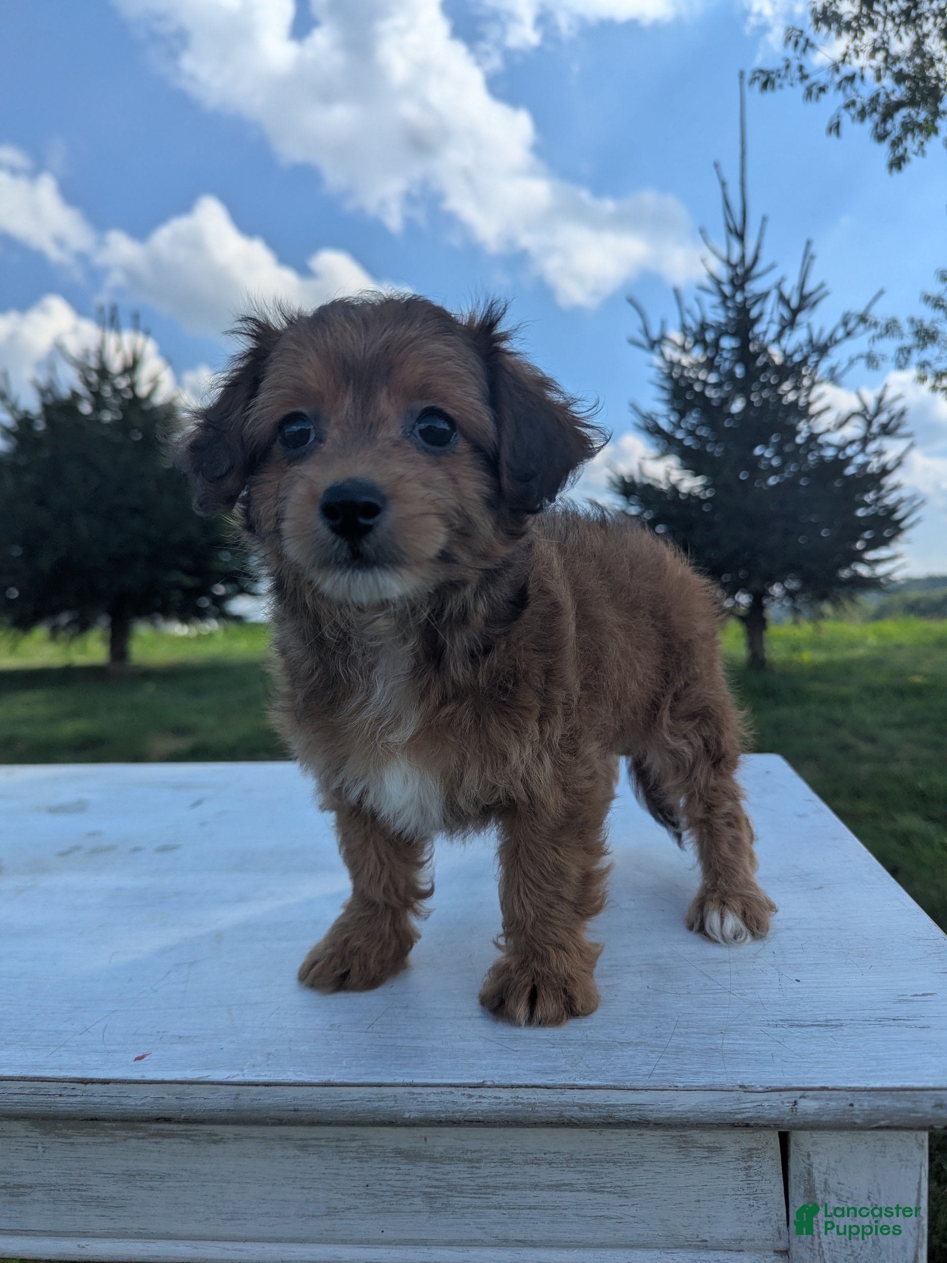 Chipoo dogs Emily - Ad 1