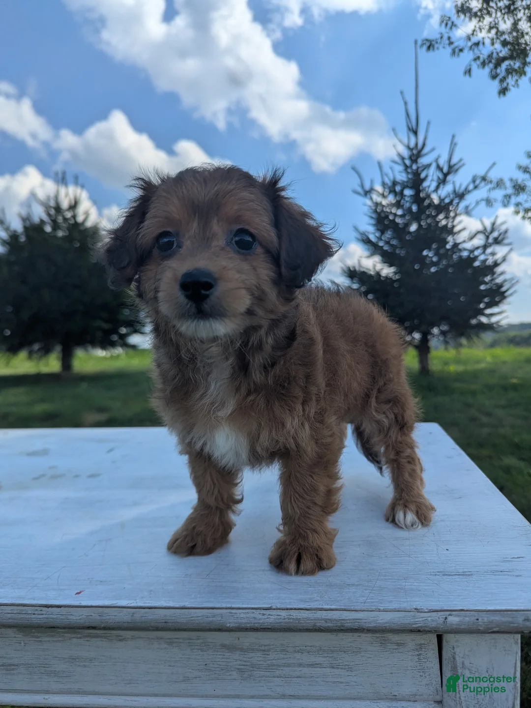 Chipoo dogs for sale: Emily - Ad 1