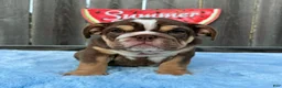 English Bulldog dogs for sale: Kelly - Ad 6