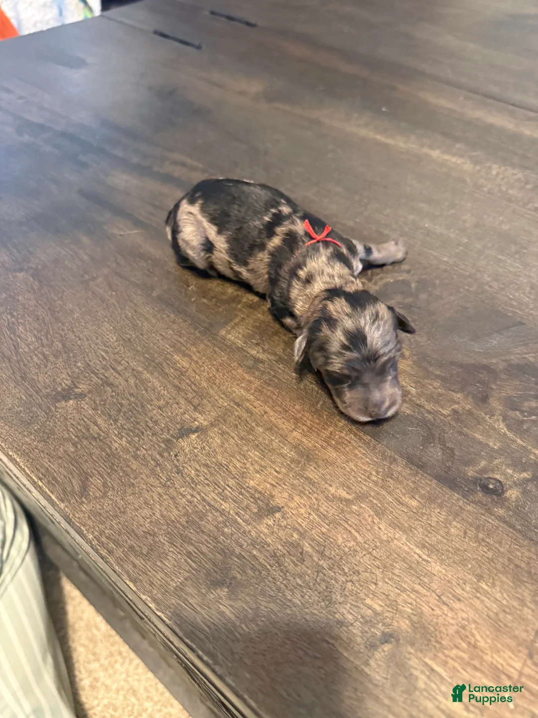 Aussiedoodle dogs for sale: Gomer - Ad 1