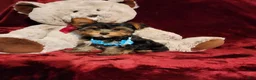Yorkshire Terrier dogs for sale: TEDDY - Ad 4