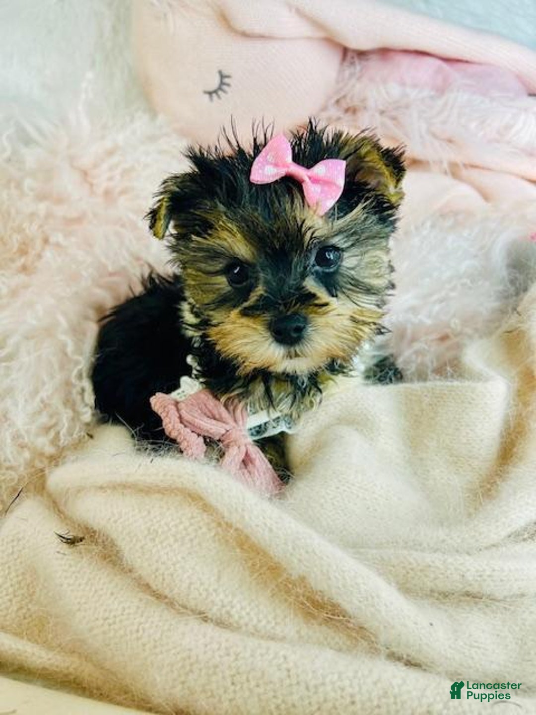 Morkie dogs for sale: Morkie Puppy 1 - Ad 2