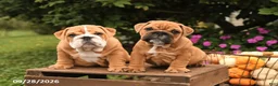English Bulldog dogs for sale: Frankie - Ad 5