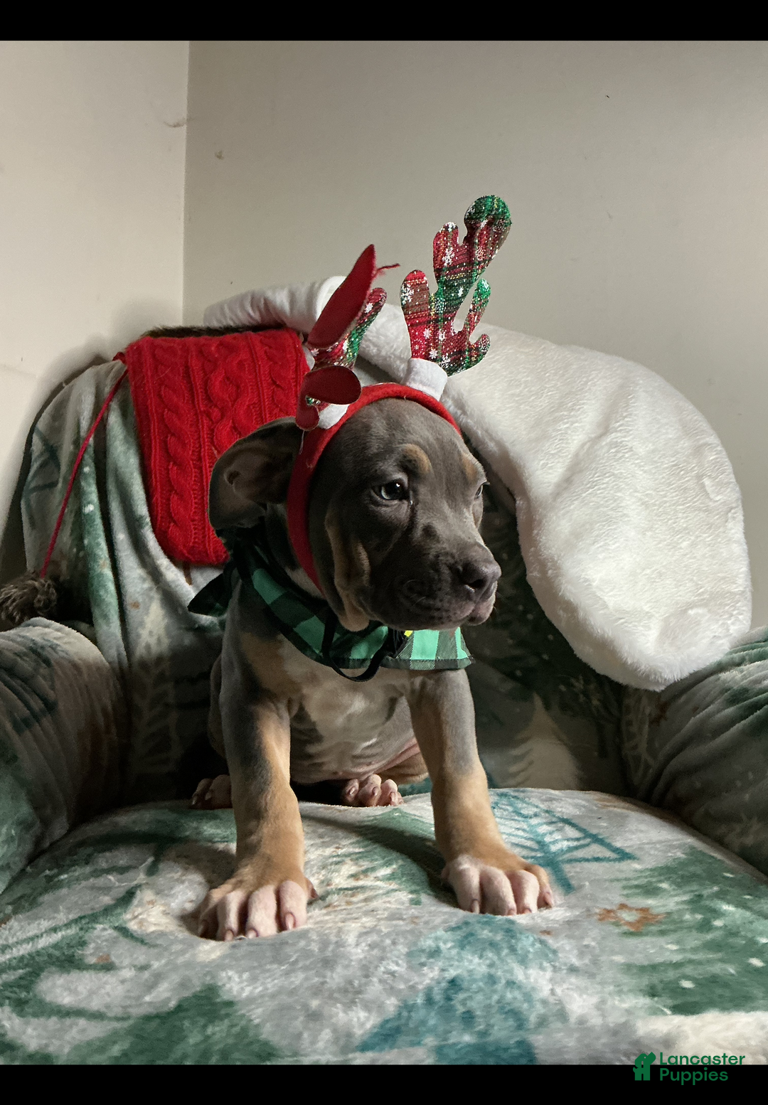 American Bully dogs for sale: Ms.Neon - Ad 3