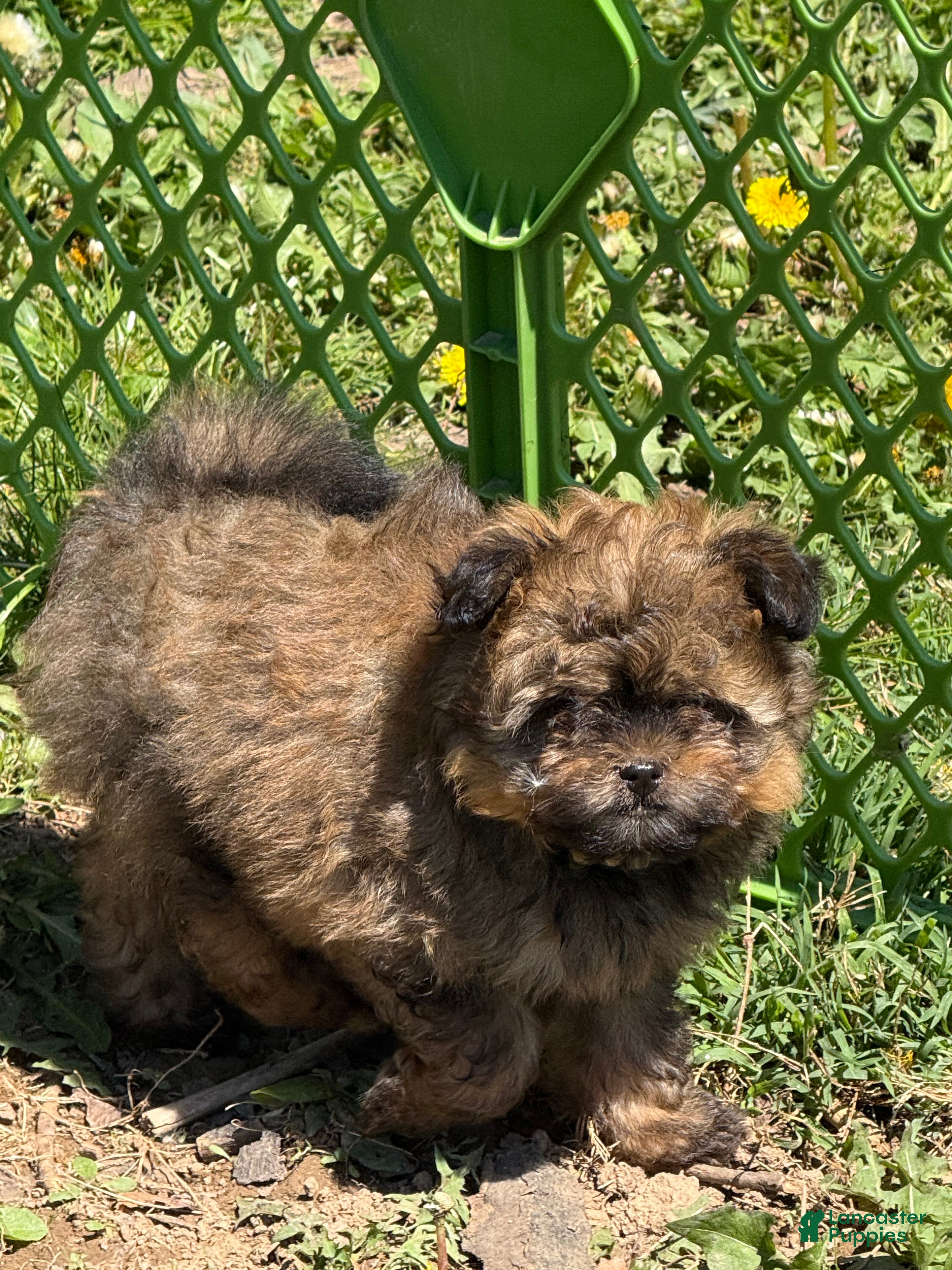 Pomapoo dogs Pomapoo Puppy 1 - Ad 2