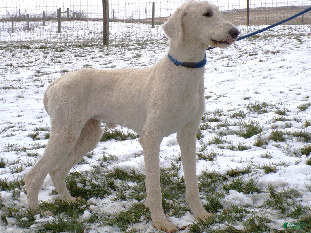 Standard Poodle dogs for sale: Standard Poodle Puppy 1 Hunter - Ad 2