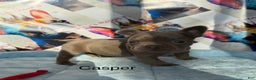 French Bulldog dogs for sale: Casper - Ad 1