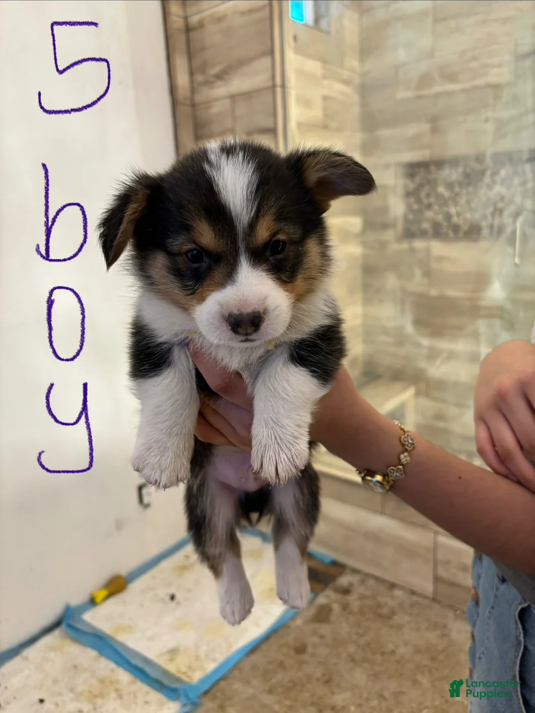 Mixed Breed dogs for sale: Mixed Breed Puppy 5 - Ad 1