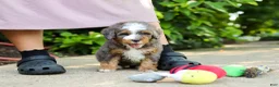 Mini Bernedoodle dogs for sale: Bentley - Ad 9