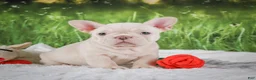 French Bulldog dogs for sale: Lucy - Ad 1
