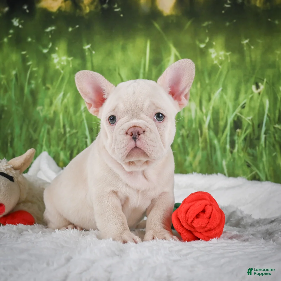 French Bulldog dogs for sale: Lucy - Ad 1