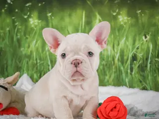 French Bulldog dogs for sale: Lucy - Ad 3