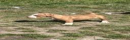 Mixed Breed dogs for sale: carmel  - Ad 2