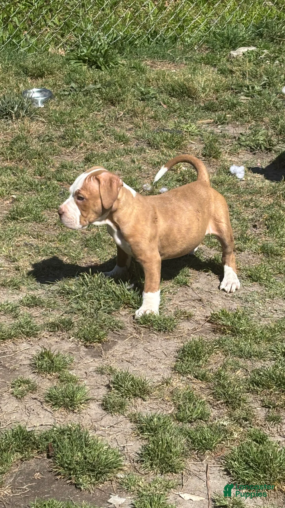 Mixed Breed dogs for sale: carmel  - Ad 2