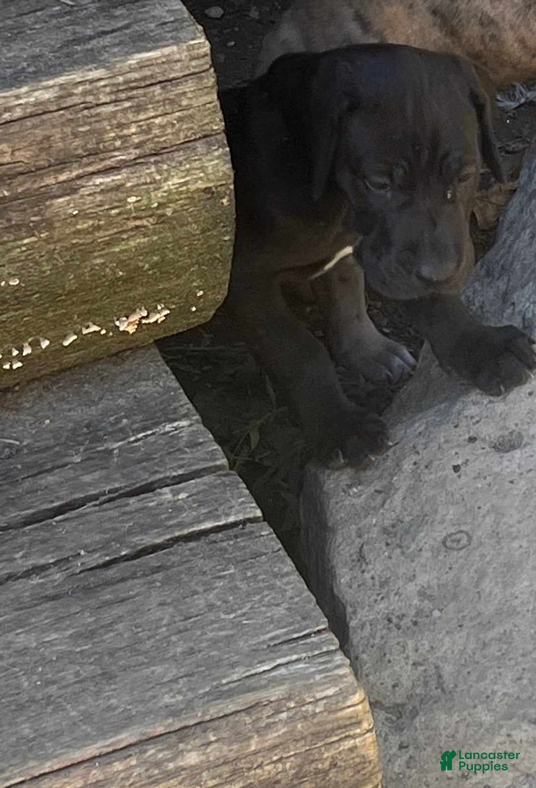 Great Dane dogs for sale: Petal - Ad 13