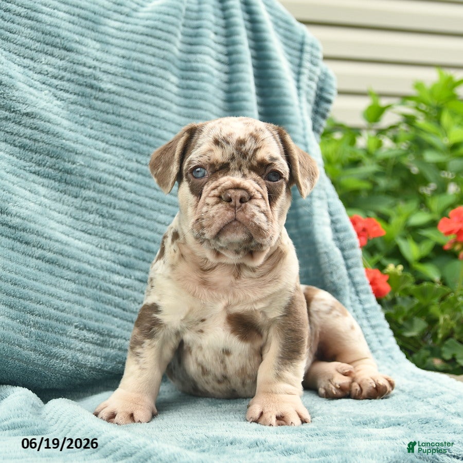 French Bulldog dogs Duke  - Ad 1