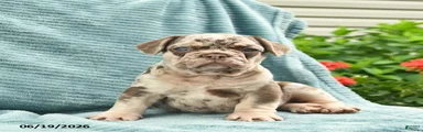 Duke 