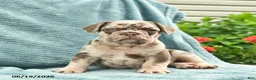 French Bulldog dogs for sale: Duke  - Ad 1