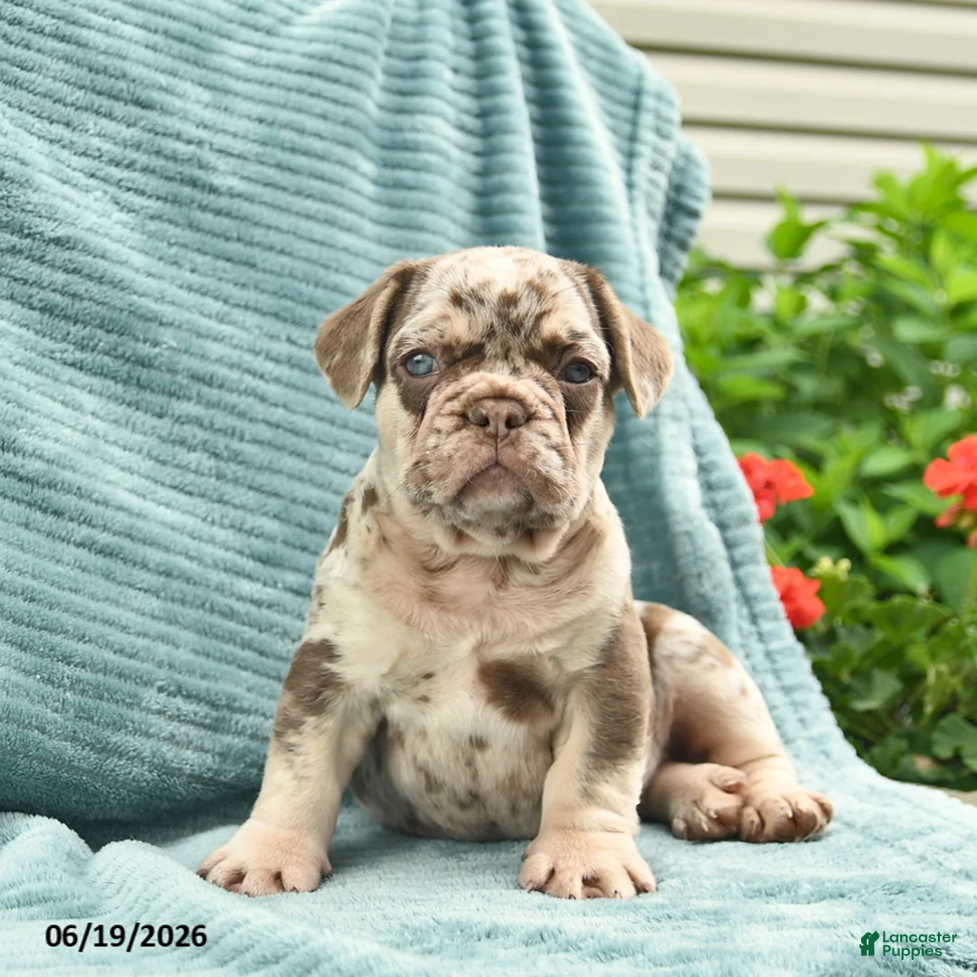 French Bulldog dogs for sale: Duke  - Ad 1