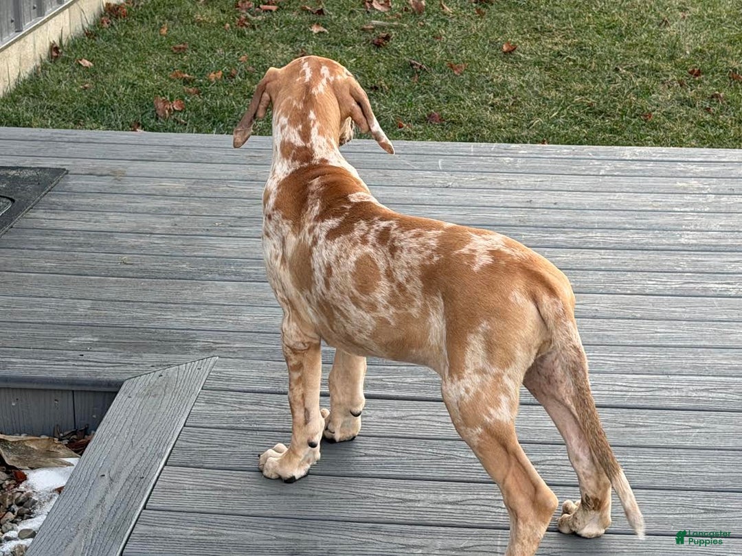 Great Dane dogs for sale: Steven - Ad 3