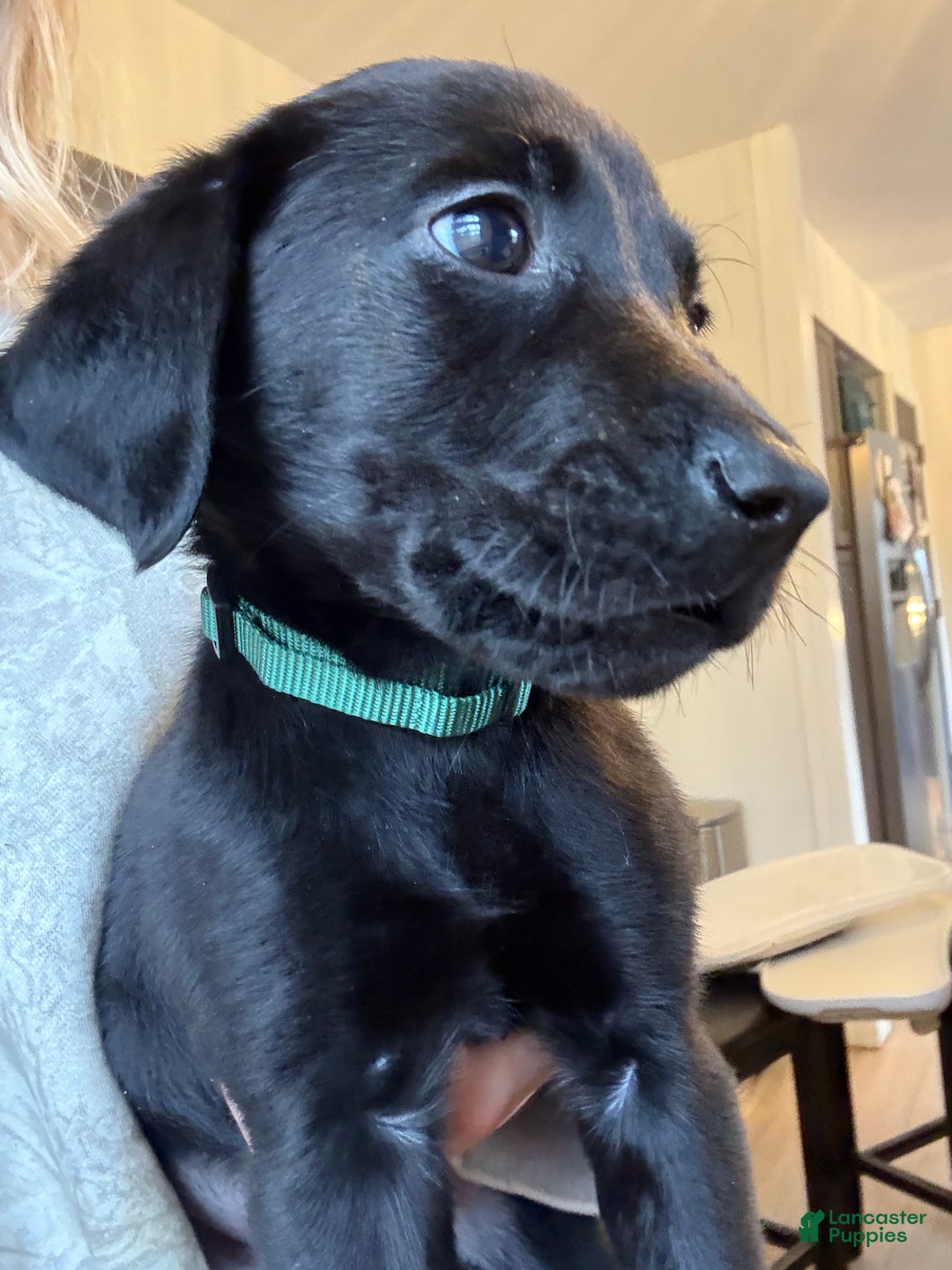 Labrador Retriever dogs for sale: Labrador Retriever Puppy- Green Collar - Ad 1