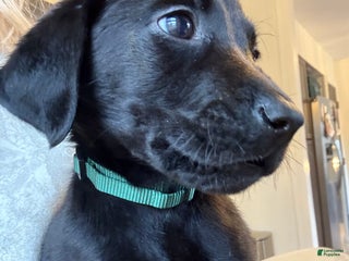 Labrador Retriever dogs Labrador Retriever Puppy- Green Collar - Ad 6