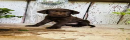 Labrador Retriever dogs for sale: Charlie - Ad 5