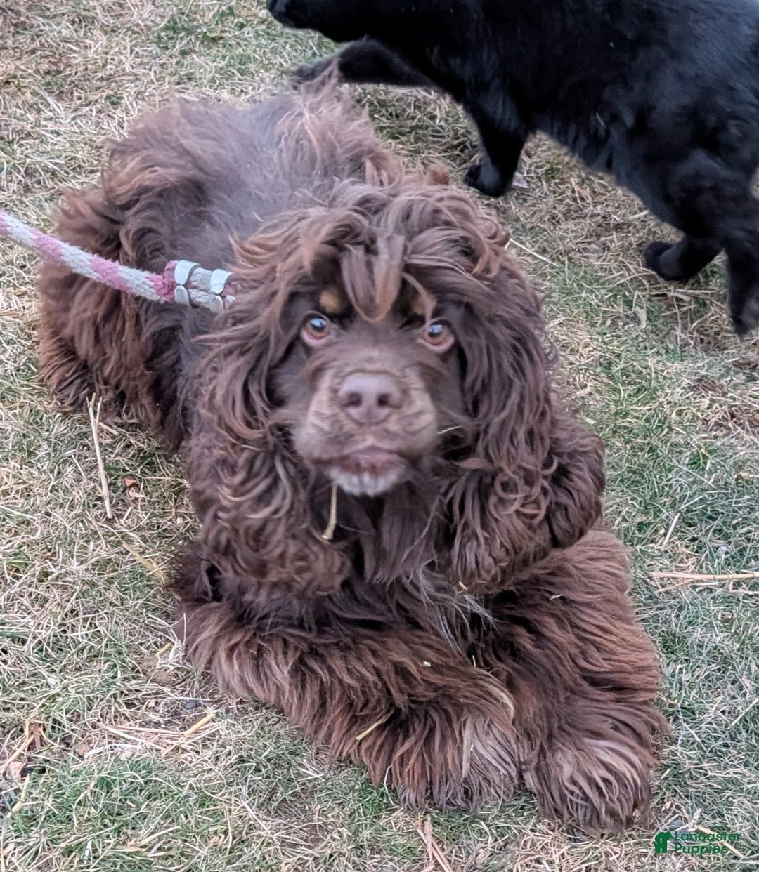 Cocker Spaniel dogs for sale: Wade - Ad 6